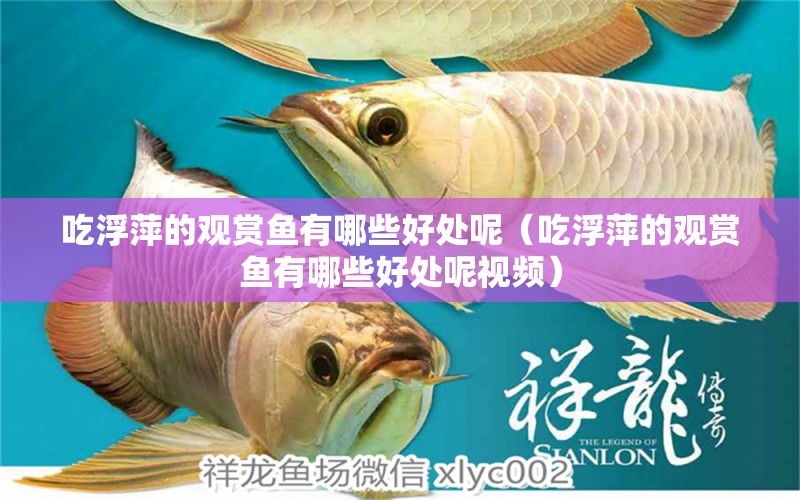 吃浮萍的觀賞魚有哪些好處呢（吃浮萍的觀賞魚有哪些好處呢視頻） 祥龍水族醫(yī)院