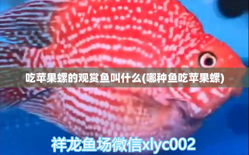 吃蘋果螺的觀賞魚叫什么(哪種魚吃蘋果螺) 白化巴西龜（白巴）