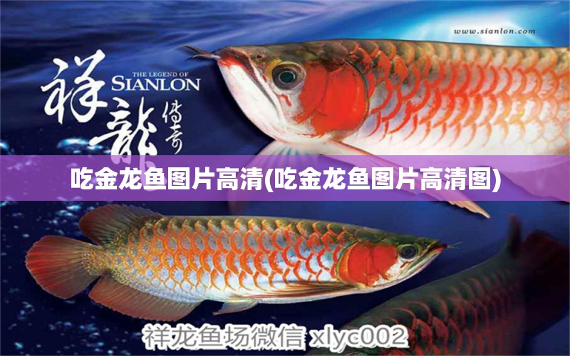 吃金龍魚圖片高清(吃金龍魚圖片高清圖)