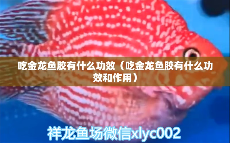 吃金龍魚膠有什么功效（吃金龍魚膠有什么功效和作用）