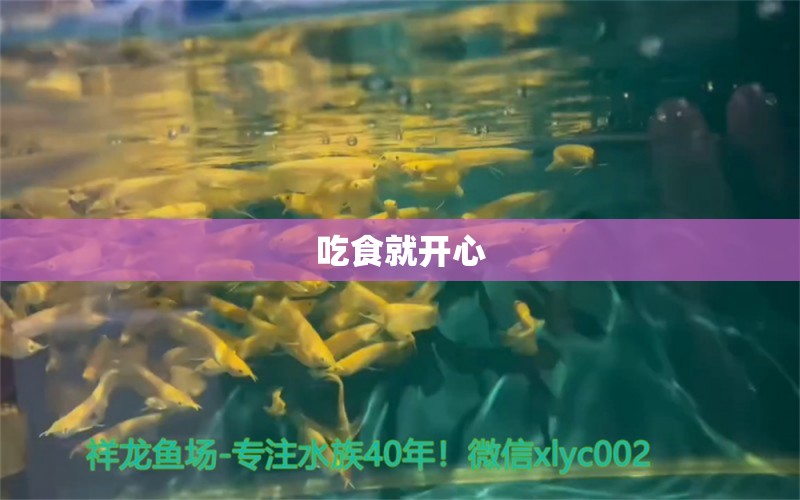 吃食就開心 觀賞魚論壇 第3張