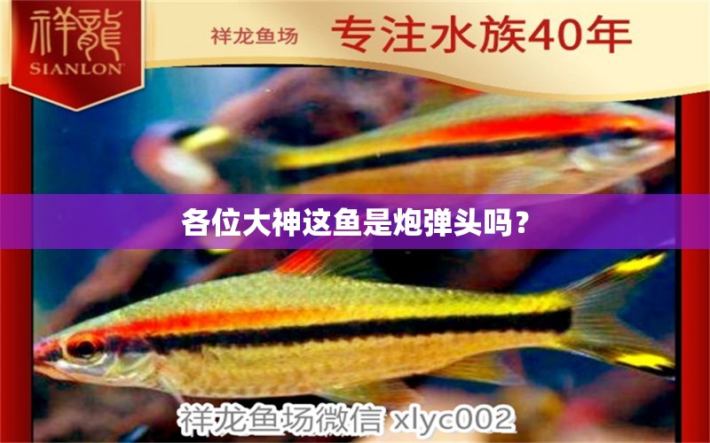 各位大神這魚是炮彈頭嗎？