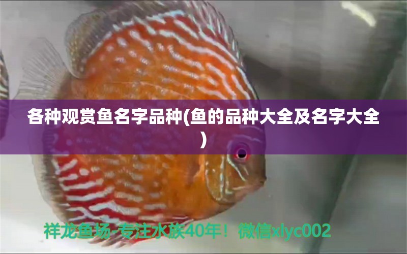 各種觀賞魚(yú)名字品種(魚(yú)的品種大全及名字大全) 黃寬帶蝴蝶魚(yú)