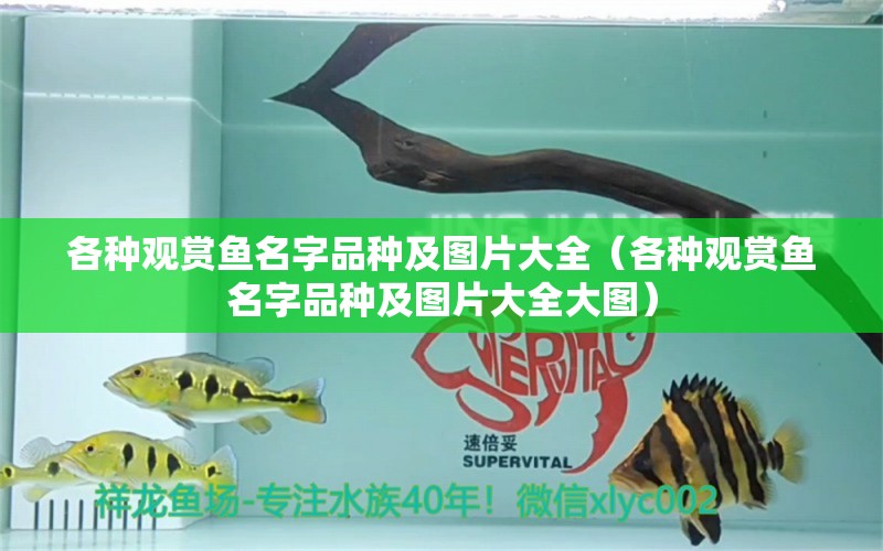 各種觀賞魚名字品種及圖片大全（各種觀賞魚名字品種及圖片大全大圖） 祥龍水族醫(yī)院