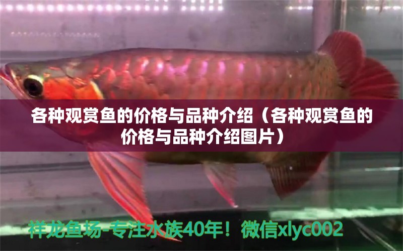 各種觀賞魚的價(jià)格與品種介紹（各種觀賞魚的價(jià)格與品種介紹圖片）