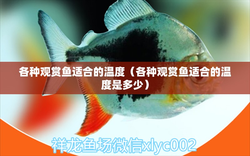 各種觀賞魚適合的溫度（各種觀賞魚適合的溫度是多少） 祥龍水族醫(yī)院