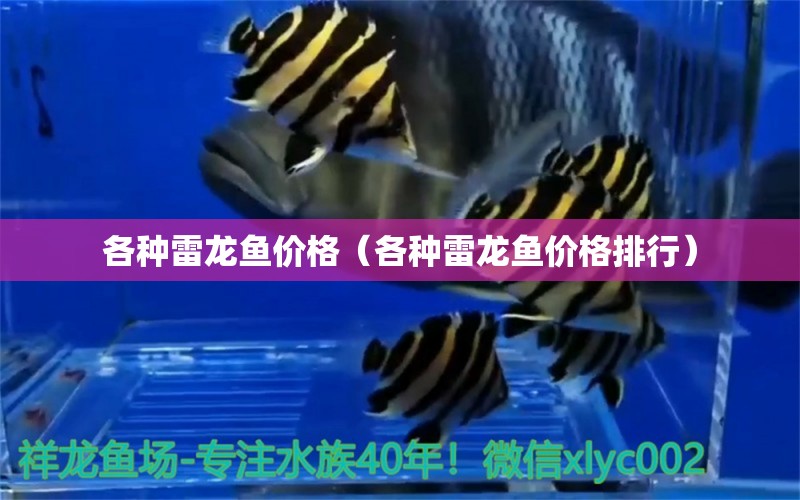 各種雷龍魚(yú)價(jià)格（各種雷龍魚(yú)價(jià)格排行） 祥龍水族醫(yī)院