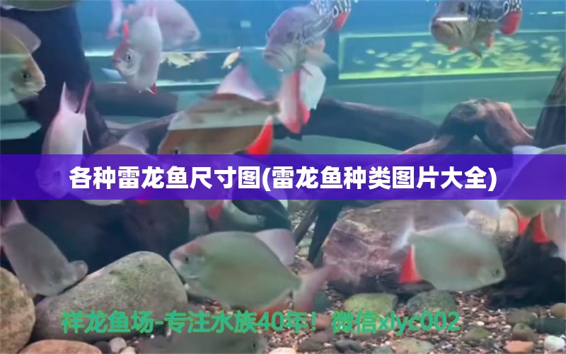 各種雷龍魚尺寸圖(雷龍魚種類圖片大全)