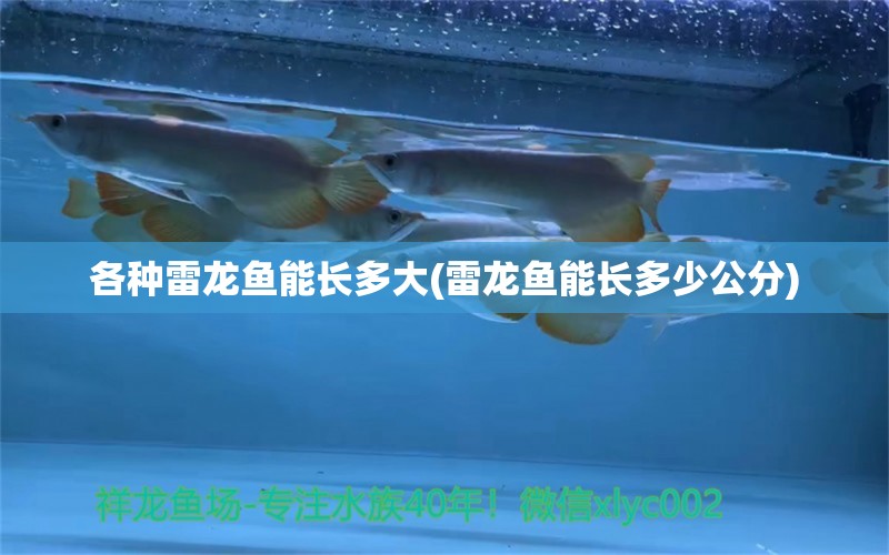 各種雷龍魚能長(zhǎng)多大(雷龍魚能長(zhǎng)多少公分)