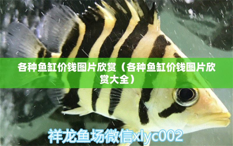 各種魚缸價錢圖片欣賞（各種魚缸價錢圖片欣賞大全）