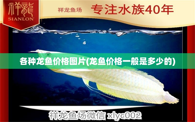 各種龍魚價(jià)格圖片(龍魚價(jià)格一般是多少的)