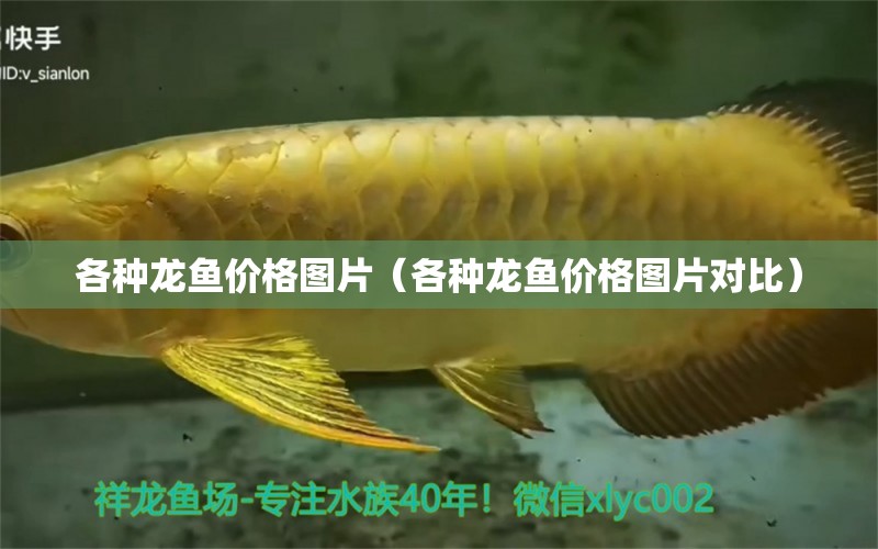 各種龍魚價(jià)格圖片（各種龍魚價(jià)格圖片對(duì)比）