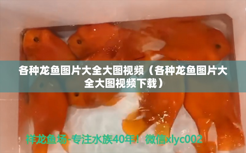 各種龍魚圖片大全大圖視頻（各種龍魚圖片大全大圖視頻下載）