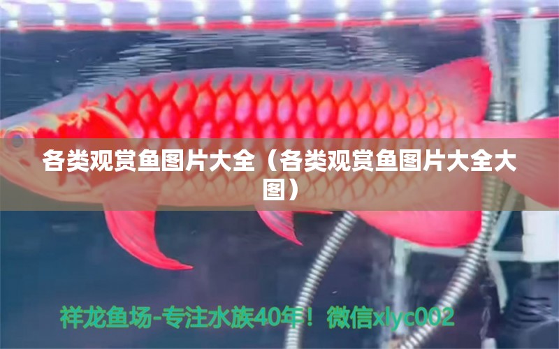 各類觀賞魚圖片大全（各類觀賞魚圖片大全大圖）