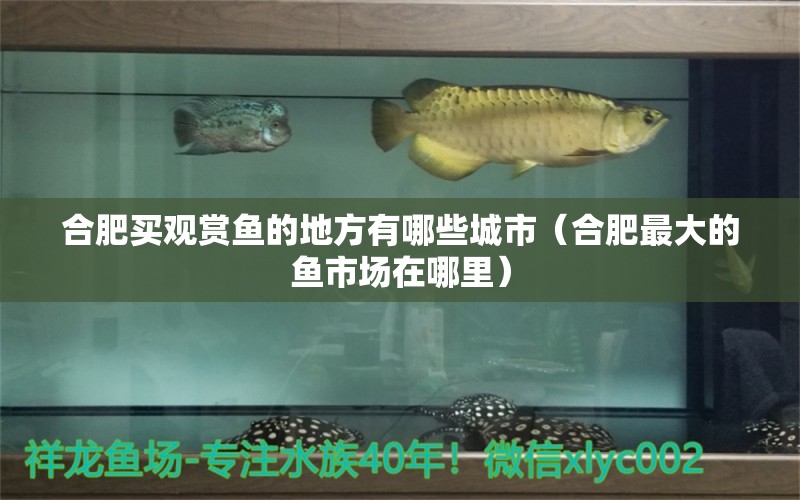 合肥買觀賞魚的地方有哪些城市（合肥最大的魚市場(chǎng)在哪里）