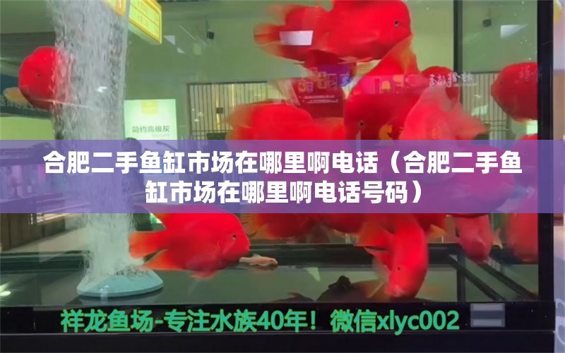 合肥二手魚缸市場在哪里啊電話（合肥二手魚缸市場在哪里啊電話號碼） 祥龍水族醫(yī)院