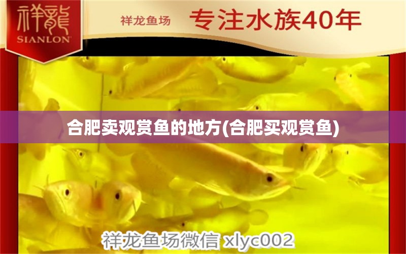 合肥賣觀賞魚的地方(合肥買觀賞魚) 森森魚缸