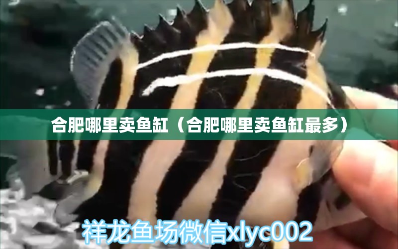 合肥哪里賣魚缸（合肥哪里賣魚缸最多）