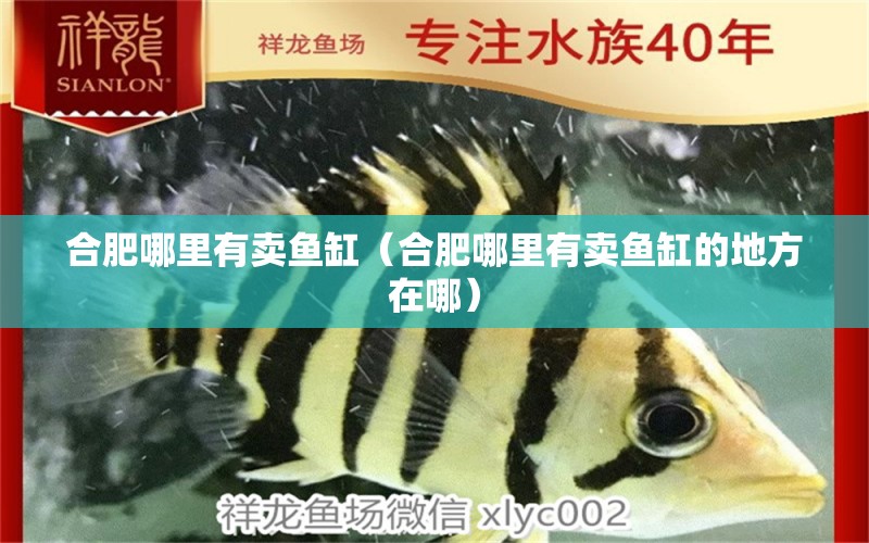 合肥哪里有賣魚缸（合肥哪里有賣魚缸的地方在哪） 其他品牌魚缸