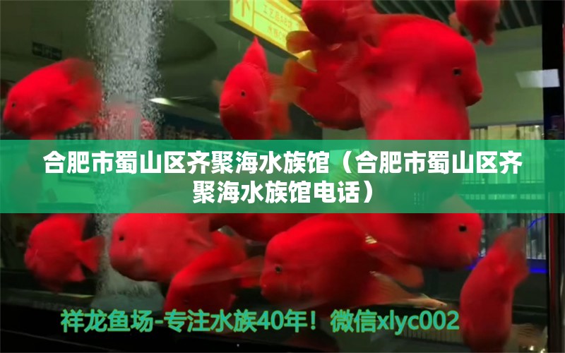 合肥市蜀山區(qū)齊聚海水族館（合肥市蜀山區(qū)齊聚海水族館電話）