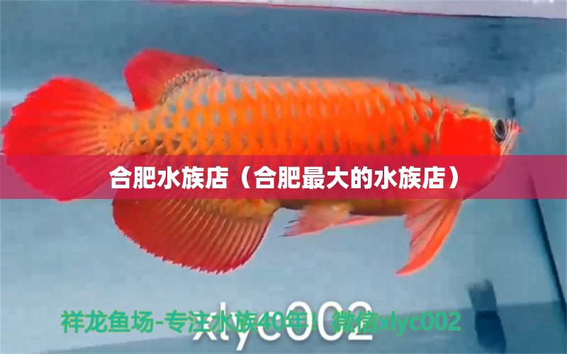 合肥水族店（合肥最大的水族店） 觀賞魚市場