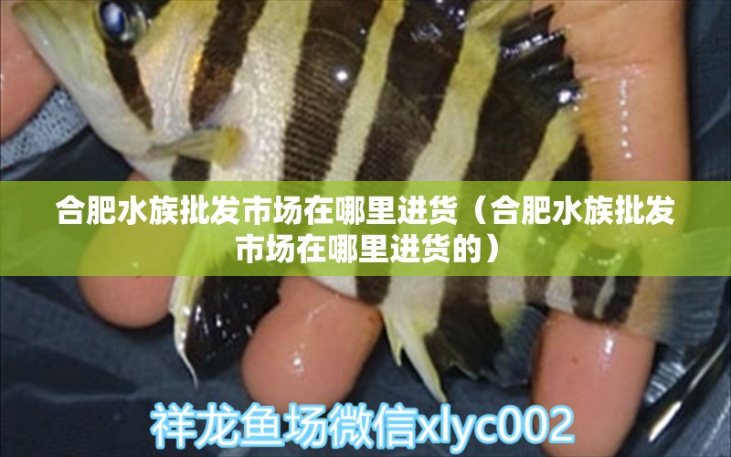 合肥水族批發(fā)市場(chǎng)在哪里進(jìn)貨（合肥水族批發(fā)市場(chǎng)在哪里進(jìn)貨的）