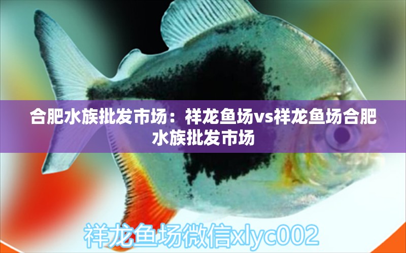 合肥水族批發(fā)市場：祥龍魚場vs祥龍魚場合肥水族批發(fā)市場