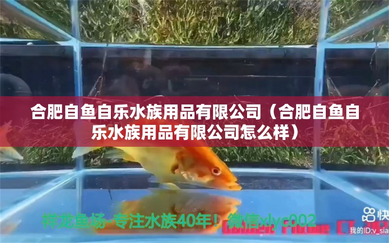 合肥自魚自樂水族用品有限公司（合肥自魚自樂水族用品有限公司怎么樣） 水族用品