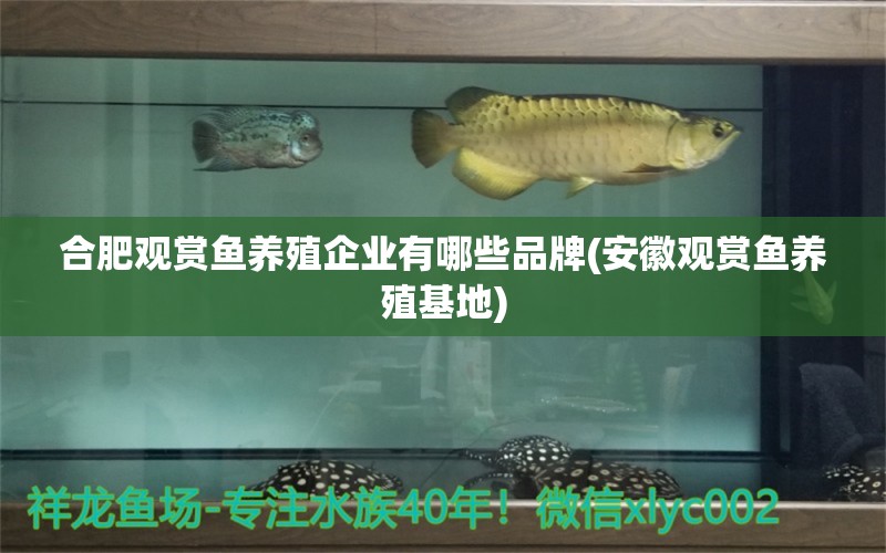 合肥觀賞魚養(yǎng)殖企業(yè)有哪些品牌(安徽觀賞魚養(yǎng)殖基地) 金三間魚