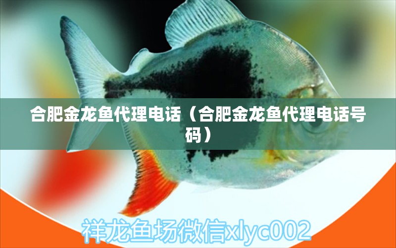 合肥金龍魚代理電話（合肥金龍魚代理電話號(hào)碼）