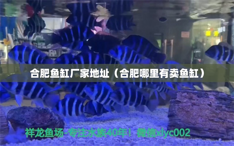 合肥魚缸廠家地址（合肥哪里有賣魚缸）