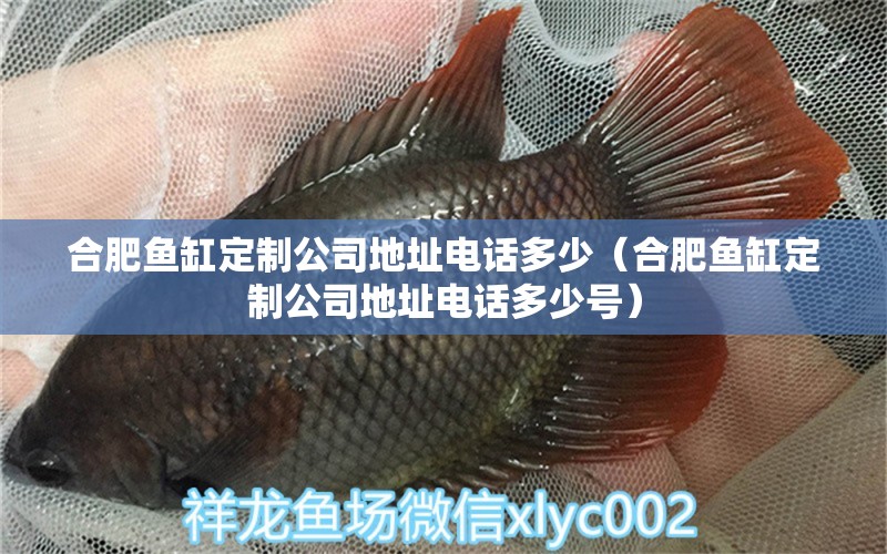 合肥魚缸定制公司地址電話多少（合肥魚缸定制公司地址電話多少號） 印尼虎苗