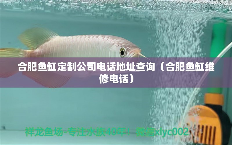 合肥魚缸定制公司電話地址查詢（合肥魚缸維修電話） 藍(lán)底過背金龍魚