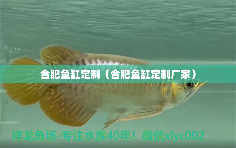 合肥魚缸定制（合肥魚缸定制廠家）