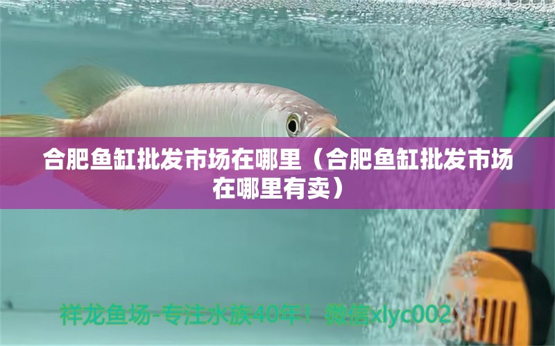 合肥魚缸批發(fā)市場在哪里（合肥魚缸批發(fā)市場在哪里有賣）