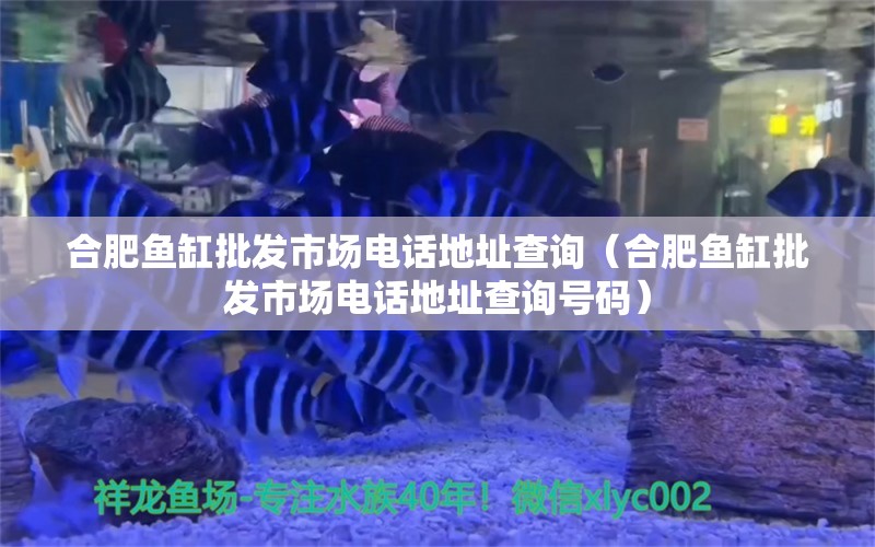 合肥魚缸批發(fā)市場電話地址查詢（合肥魚缸批發(fā)市場電話地址查詢號(hào)碼） 祥龍藍(lán)珀金龍魚