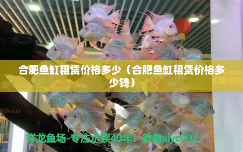 合肥魚缸租賃價格多少（合肥魚缸租賃價格多少錢）