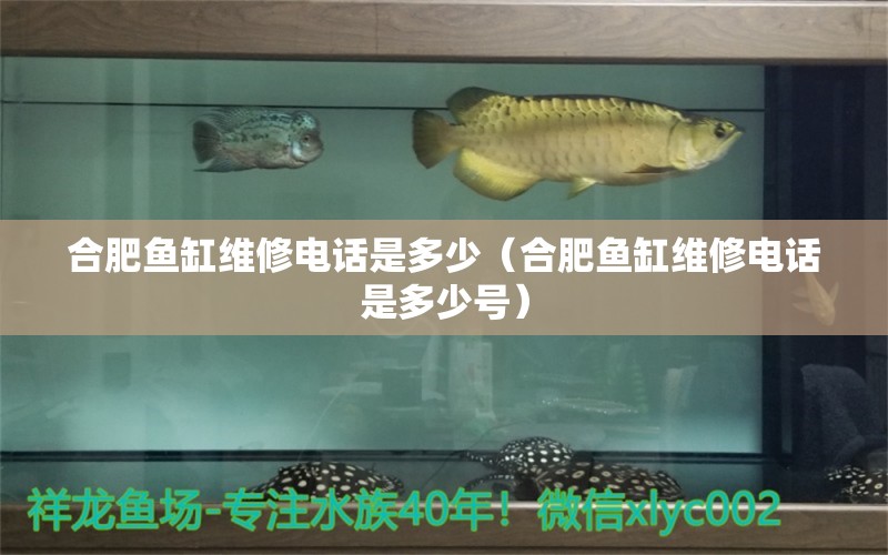 合肥魚(yú)缸維修電話(huà)是多少（合肥魚(yú)缸維修電話(huà)是多少號(hào)）