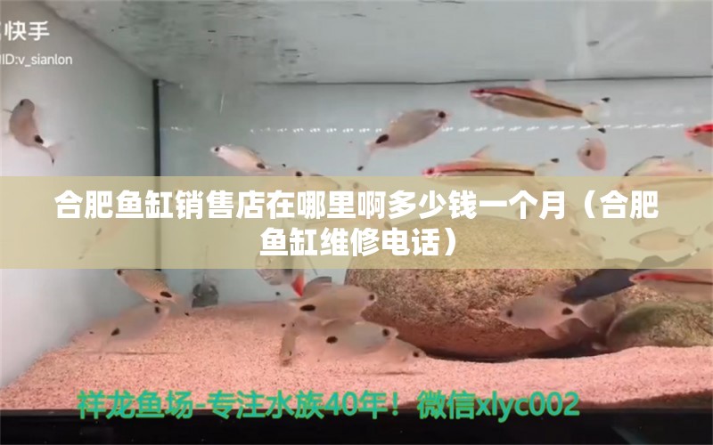 合肥魚缸銷售店在哪里啊多少錢一個月（合肥魚缸維修電話）