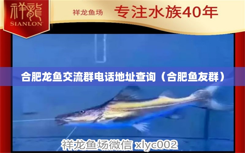 合肥龍魚交流群電話地址查詢（合肥魚友群） 觀賞魚水族批發(fā)市場