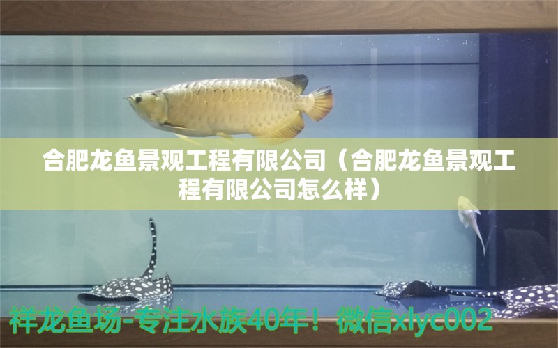 合肥龍魚(yú)景觀工程有限公司（合肥龍魚(yú)景觀工程有限公司怎么樣） 全國(guó)水族館企業(yè)名錄