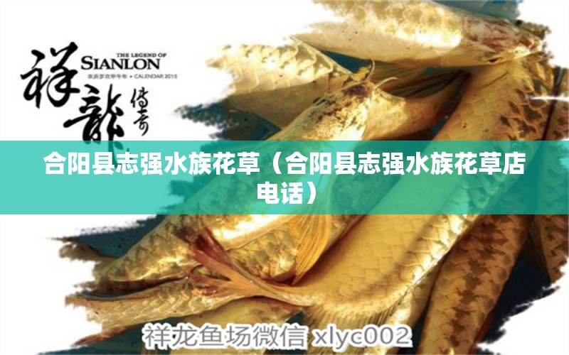 合陽(yáng)縣志強(qiáng)水族花草（合陽(yáng)縣志強(qiáng)水族花草店電話） 全國(guó)水族館企業(yè)名錄