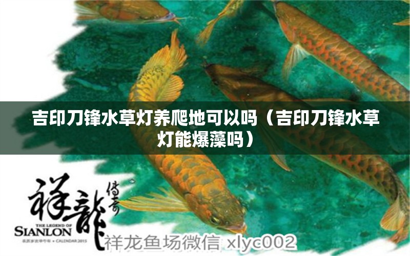 吉印刀鋒水草燈養(yǎng)爬地可以嗎（吉印刀鋒水草燈能爆藻嗎）