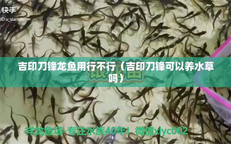 吉印刀鋒龍魚用行不行（吉印刀鋒可以養(yǎng)水草嗎） 吉印水族