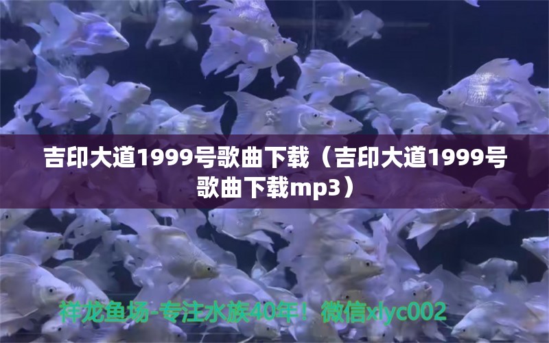 吉印大道1999號(hào)歌曲下載（吉印大道1999號(hào)歌曲下載mp3）