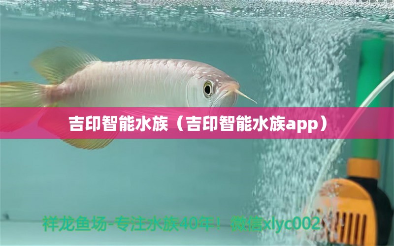 吉印智能水族（吉印智能水族app） 狗仔招財(cái)貓魚