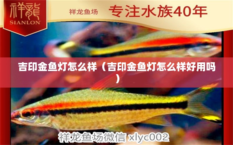 吉印金魚燈怎么樣（吉印金魚燈怎么樣好用嗎）