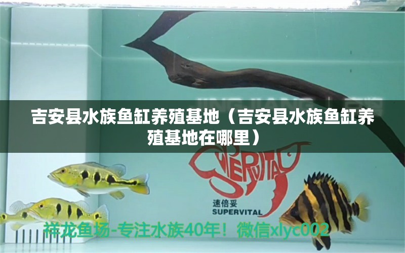 吉安縣水族魚缸養(yǎng)殖基地（吉安縣水族魚缸養(yǎng)殖基地在哪里）