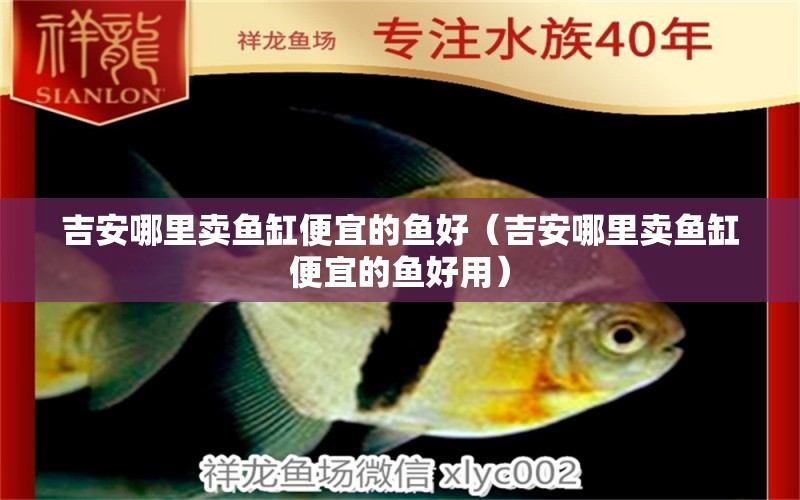 吉安哪里賣魚缸便宜的魚好（吉安哪里賣魚缸便宜的魚好用）