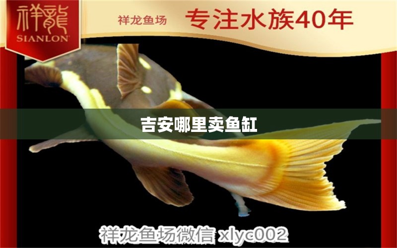 吉安哪里賣魚缸 其他品牌魚缸